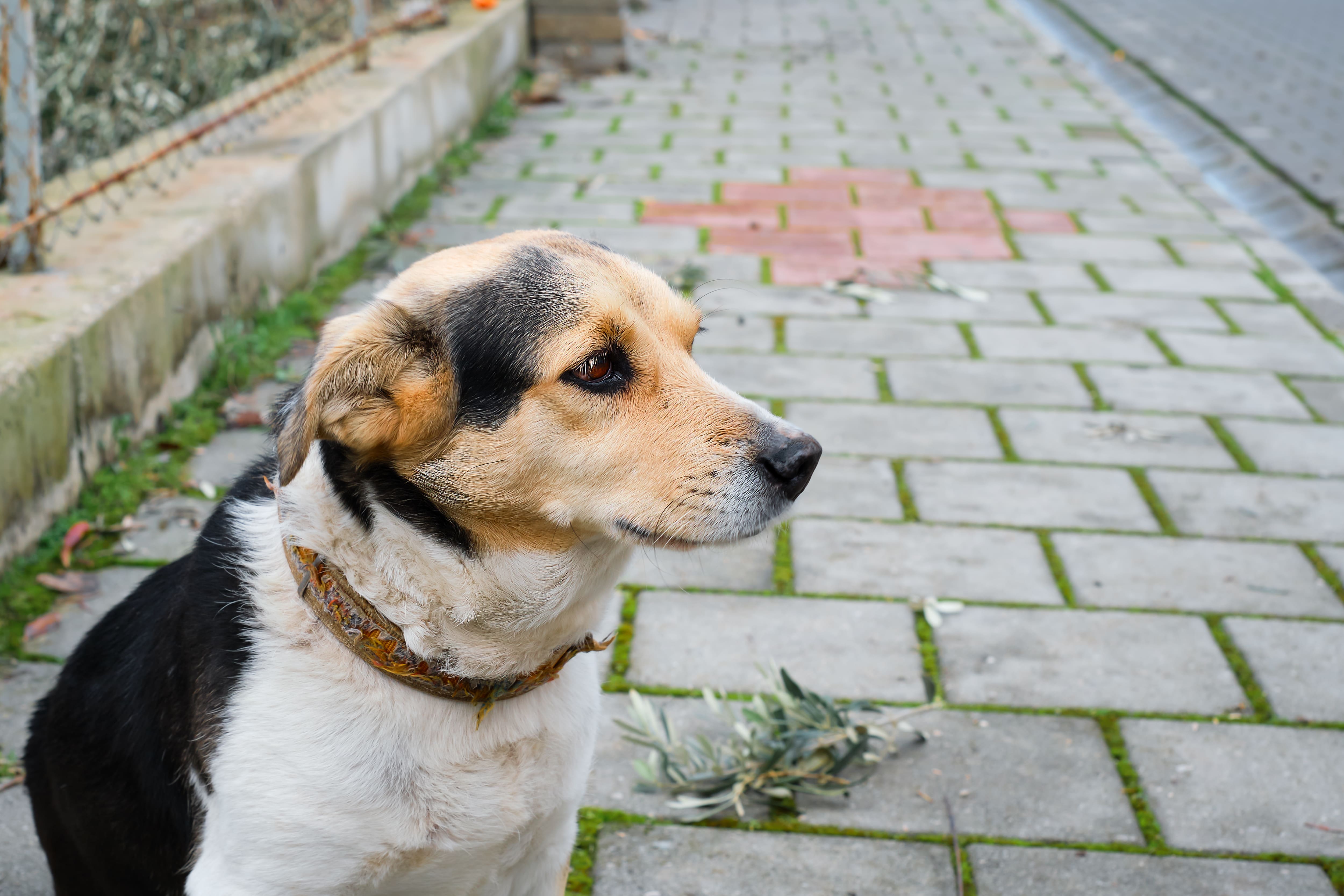 Hond