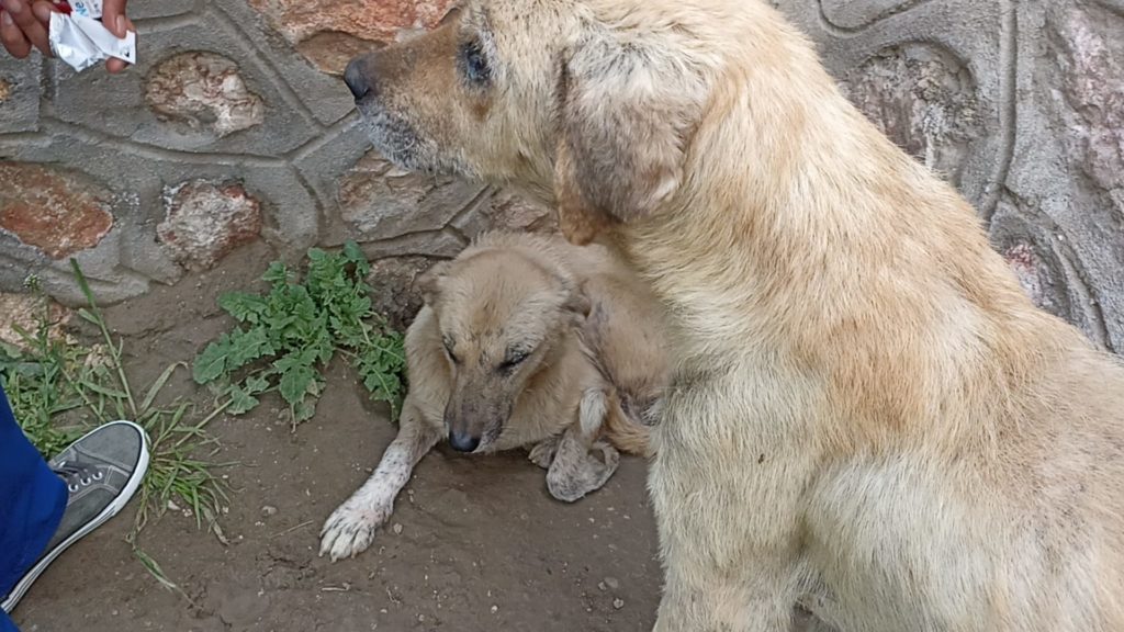 Animal-Heroes-hond-krijgt-medicijn-schurft-turkije