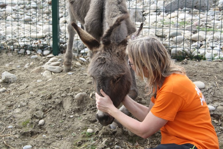 Animal-Heroes-Esther-Kef-with-turkish-drug-donkey