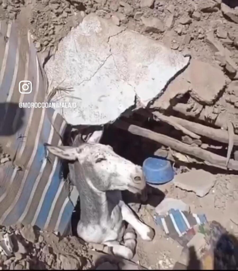 Animal-Heroes-trapped-horse-morocco-earthquake
