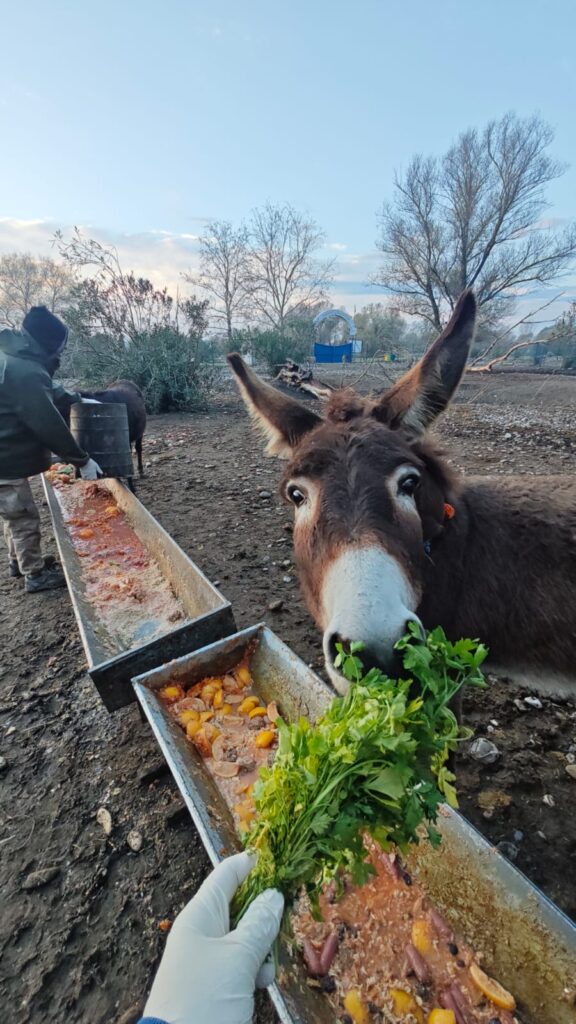 Animal-Heroes-donkey-turkey-rescued-sanctuary
