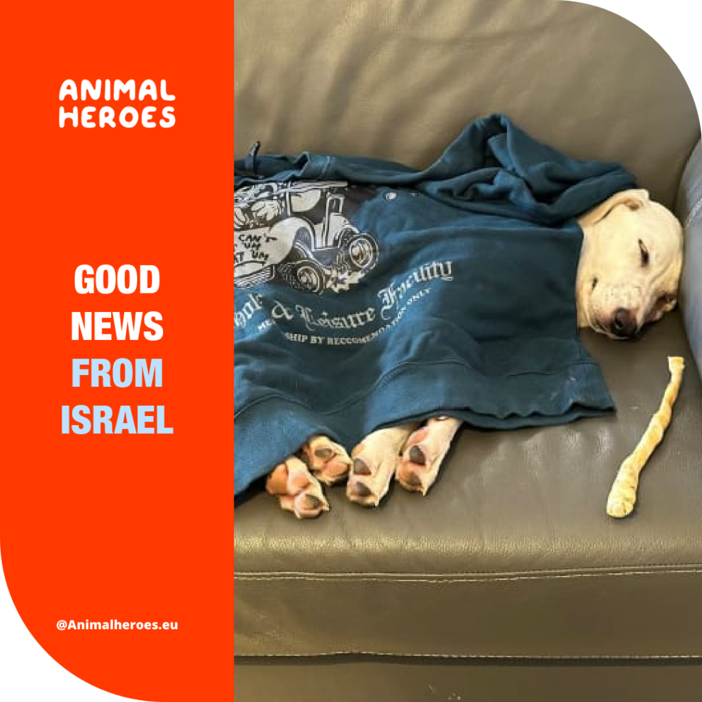 Animal-Heroes-rescue-dog-israel-palestina