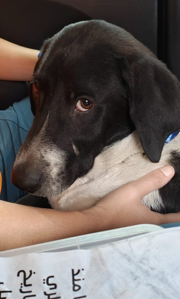 Animal-Heroes-rescued-dog-palestine-westbank