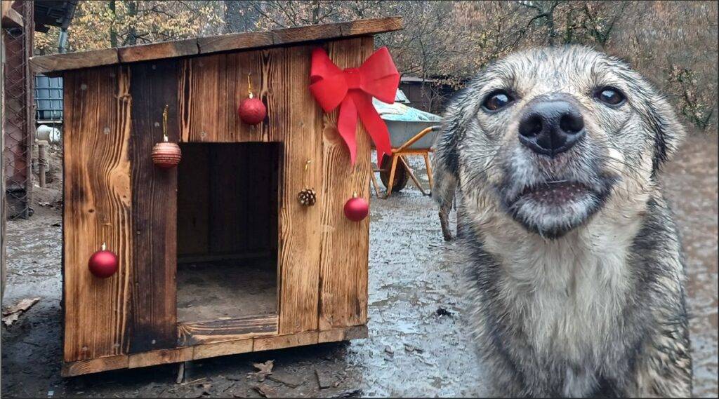 Animal-heroes-hondenhokkendorp-hondenhok-oekraine