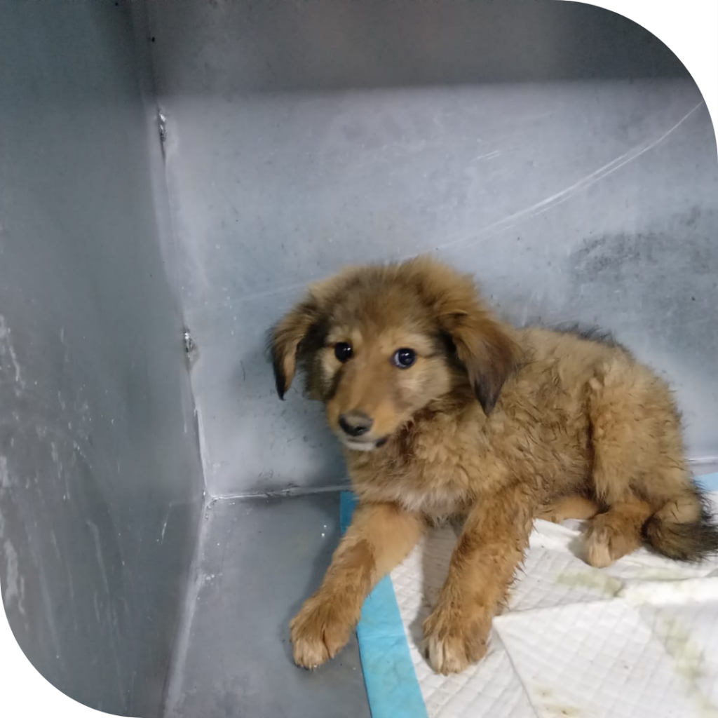 Animal-Heroes-puppy-rescued-wetsbank-war-hamas-israel