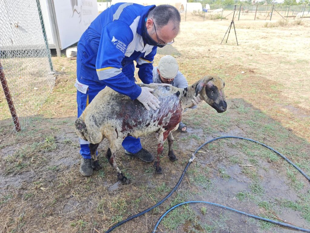 Animal-Heroes-Injured-sheep-Forest-Fire-Turkey