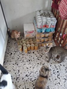 Animal-Heroes-Cats-of Maryam-Gaza