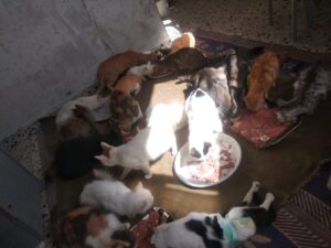 Animal-Heroes-Cats-in-Gaza-Maryam-Food