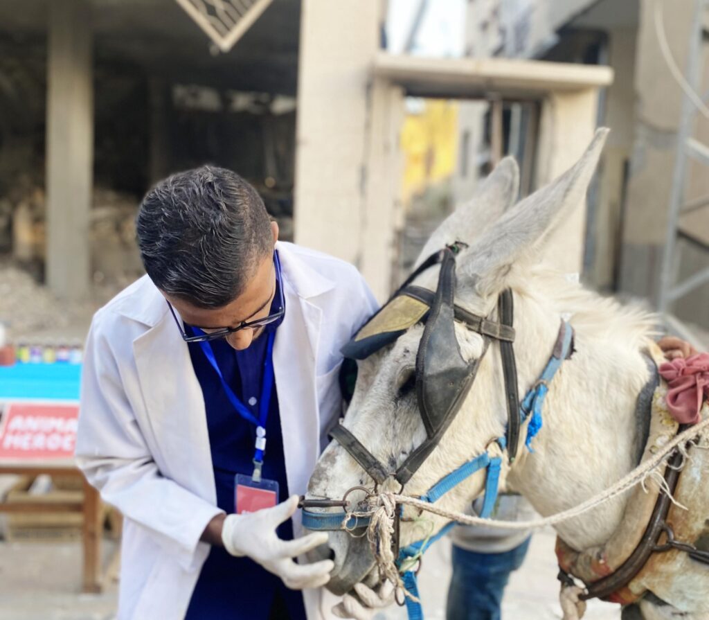 Animal-Heroes-Vet-Care-Medical-Animals-Gaza