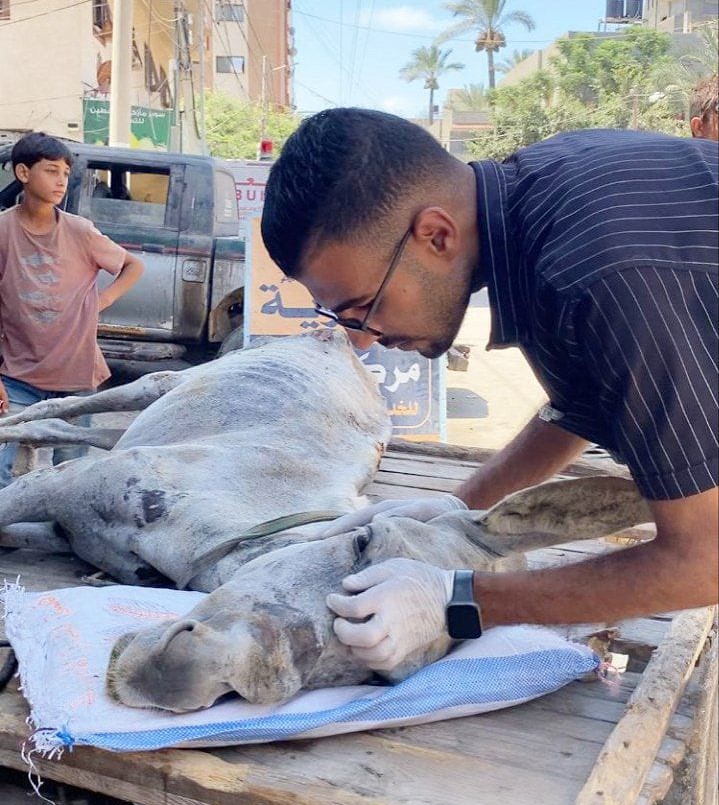 Animal-Heroes-Vet-in-Gaza-A'aed-Mahmoud-Abu-Nejem