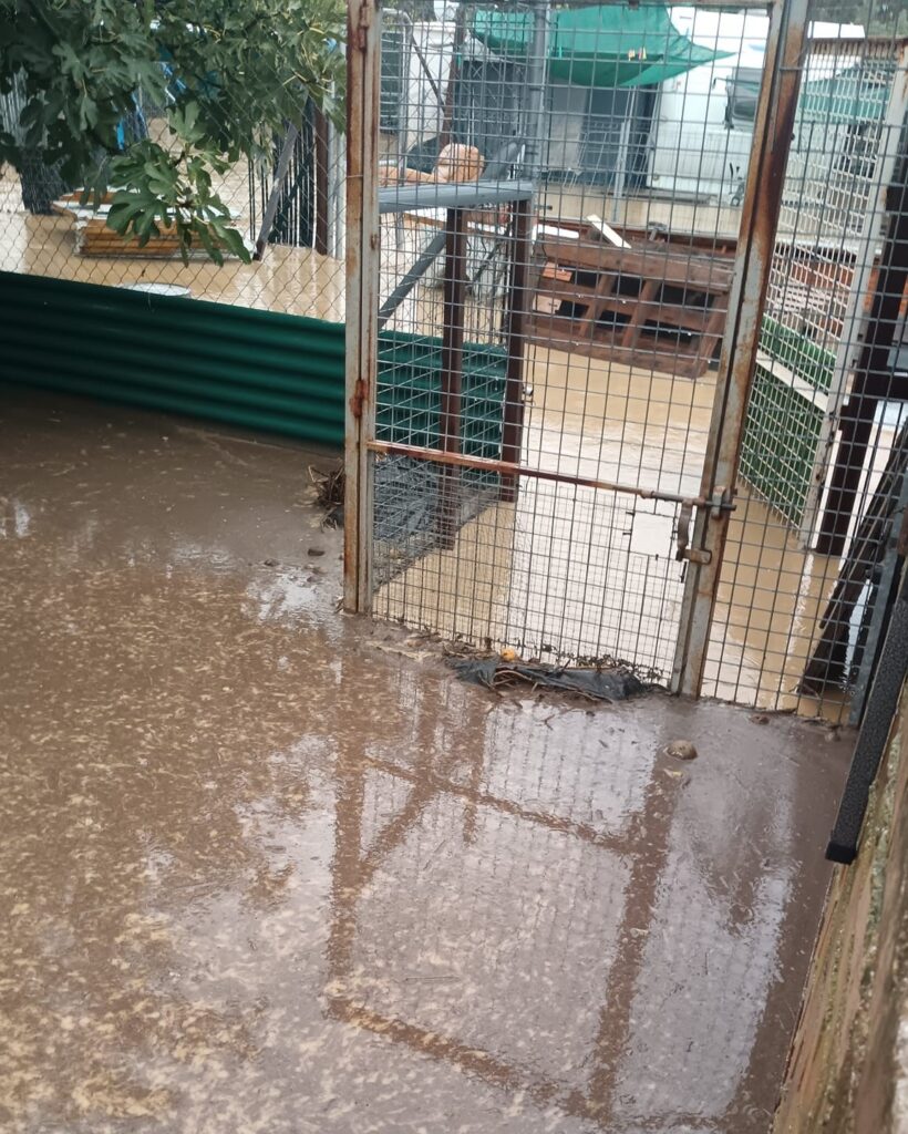 Animal-Heroes-Flooding-Malaga-Spain