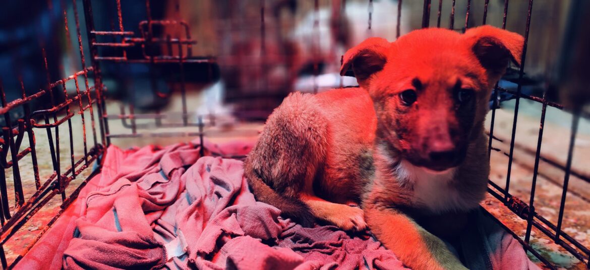 Animal-Heroes-Westbank-emergency-clinic