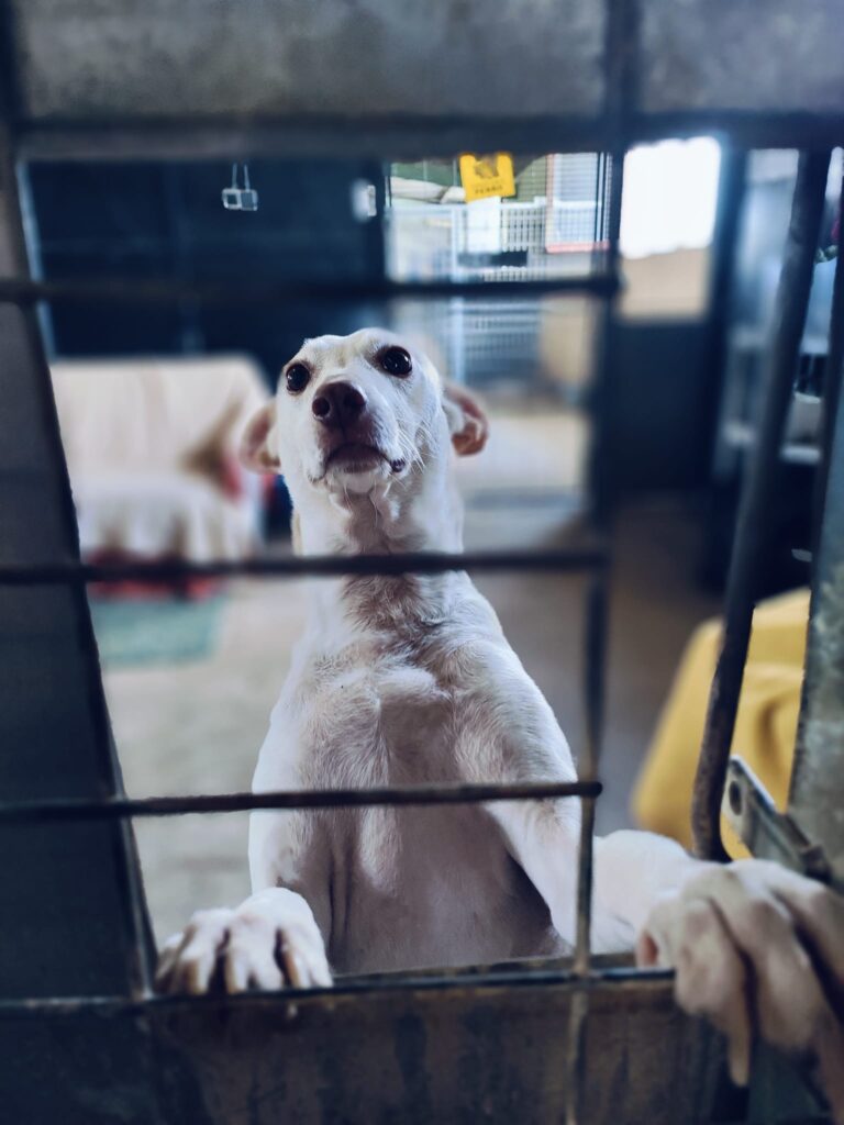Help dieren in Málaga in overstroomd asiel