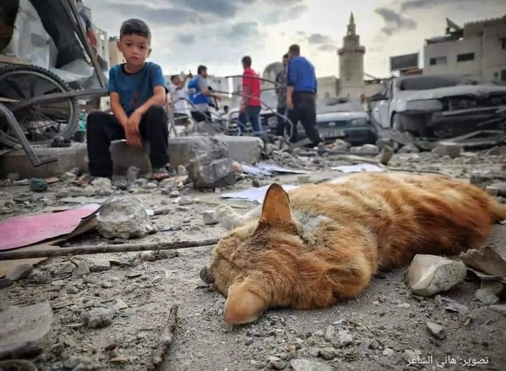 Animal-Heroes-cat-shelter-Gaza-destroyed