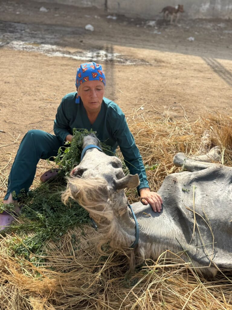 Animal-Heroes-Joke-egypte