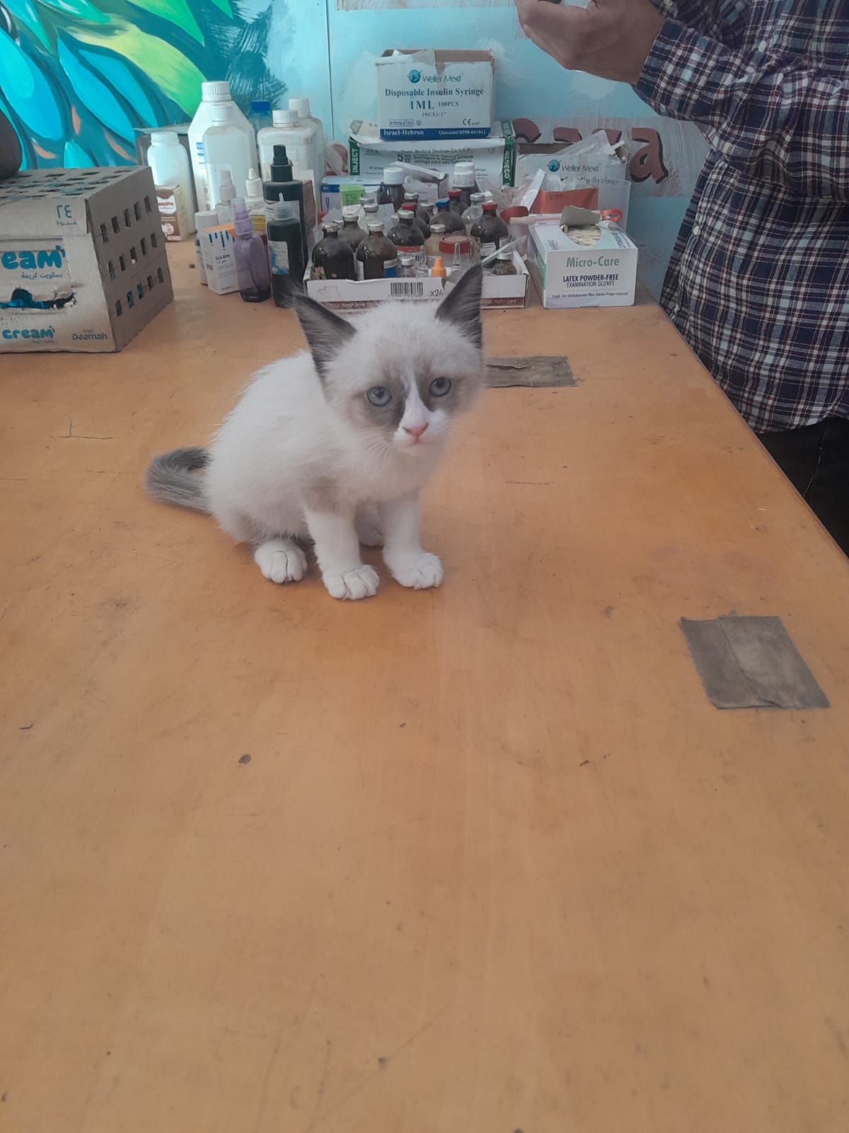 Animal-Heroes-Cat-clinic-Gaza