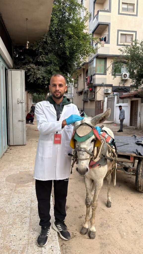 Animal-Heroes-Dr-Hosam-Clinic-GAza