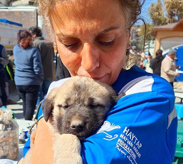 Why Animal Heroes?
