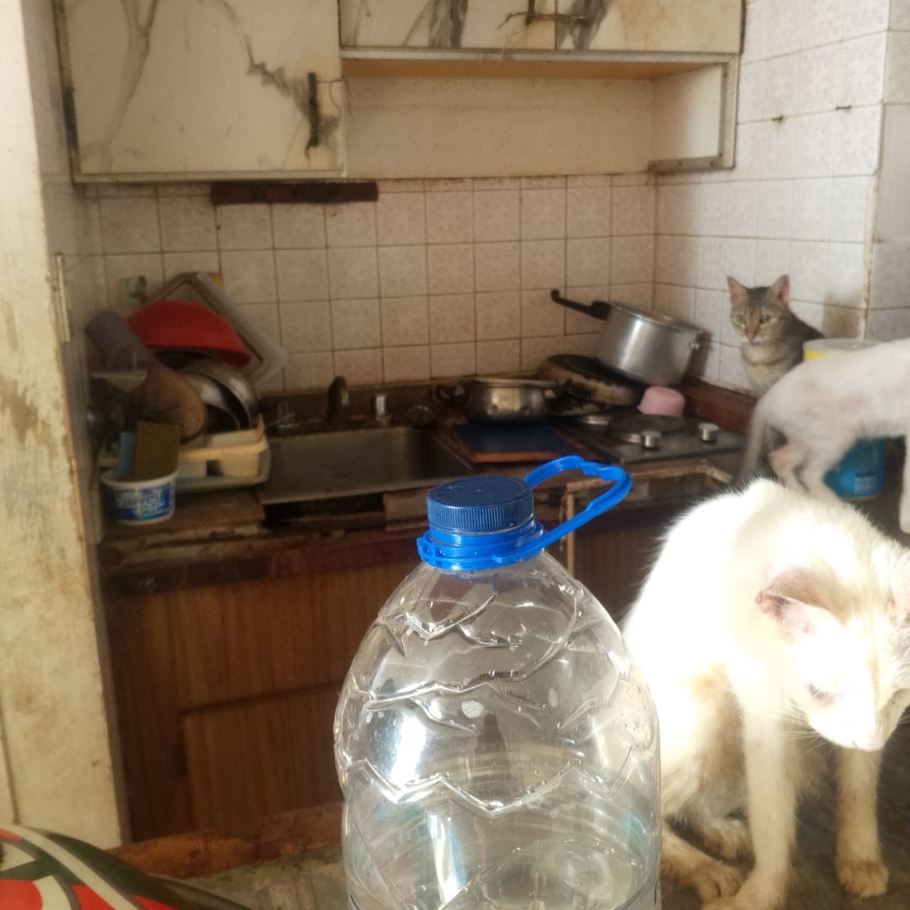 Animal-Heroes-Venezuela-Aardbeving-Dieren