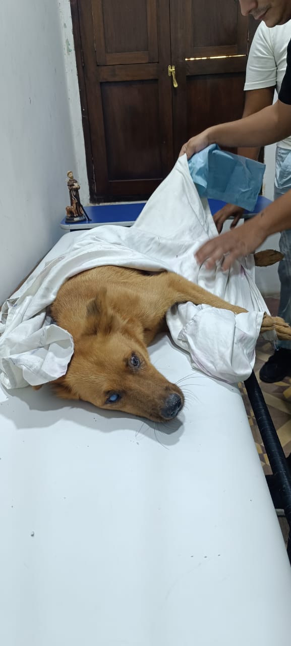 Animal-Heroes-Venezuela-Aardbeving-dieren-redding