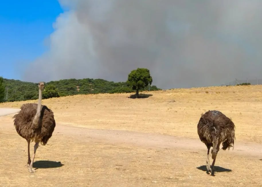 Animal-Heroes-Bosbrand-Spanje-Madrid-Dieren