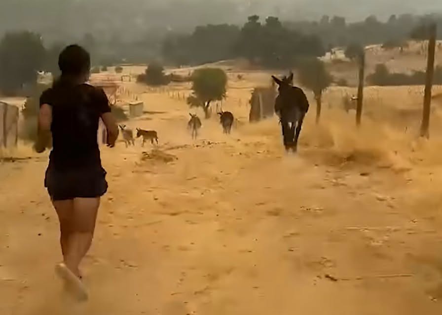 Animal Heroes Bosbranden Madrid dieren Ezels