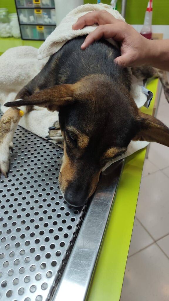 Animal-Heroes-Medical-Response-Eartherquake-Venezuela-Animals-