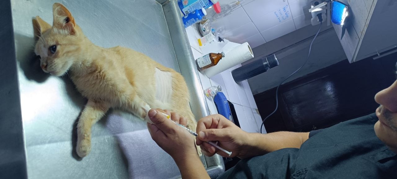 Animal-Heroes-Medische-Hulp-Dieren-Aardbeving-Venezuela