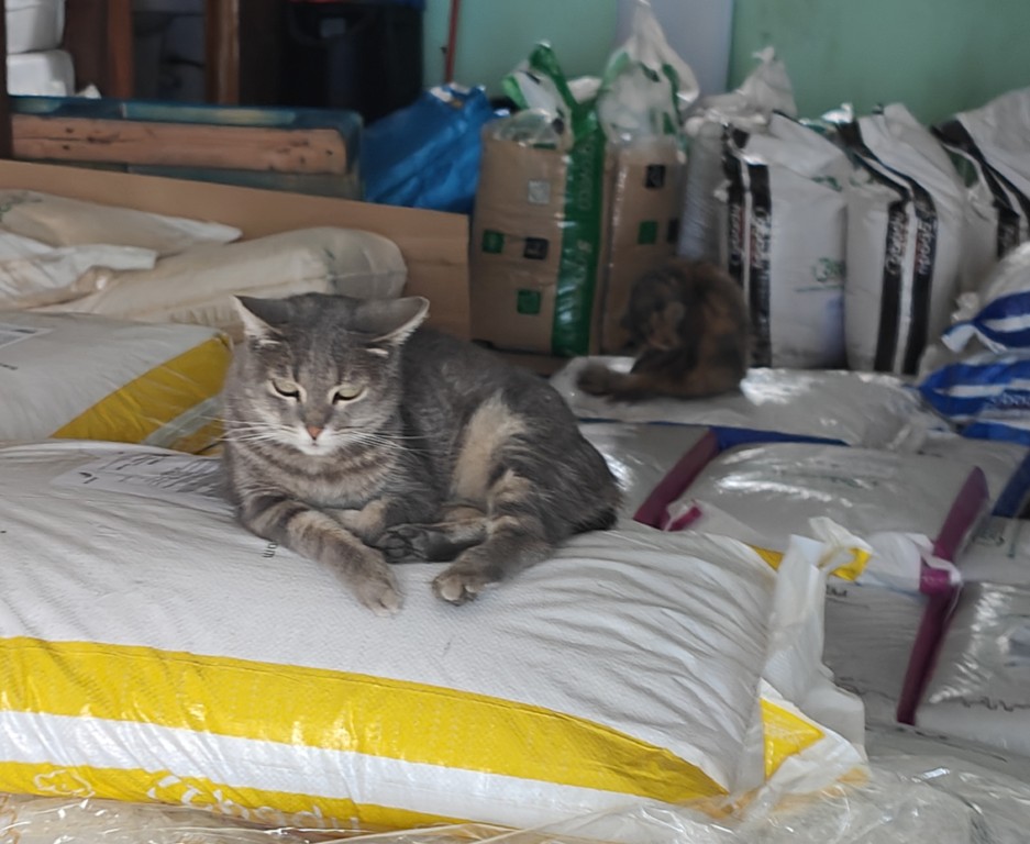 Animal-Heroes-noodhulp-bosbranden-Spanje-kat-