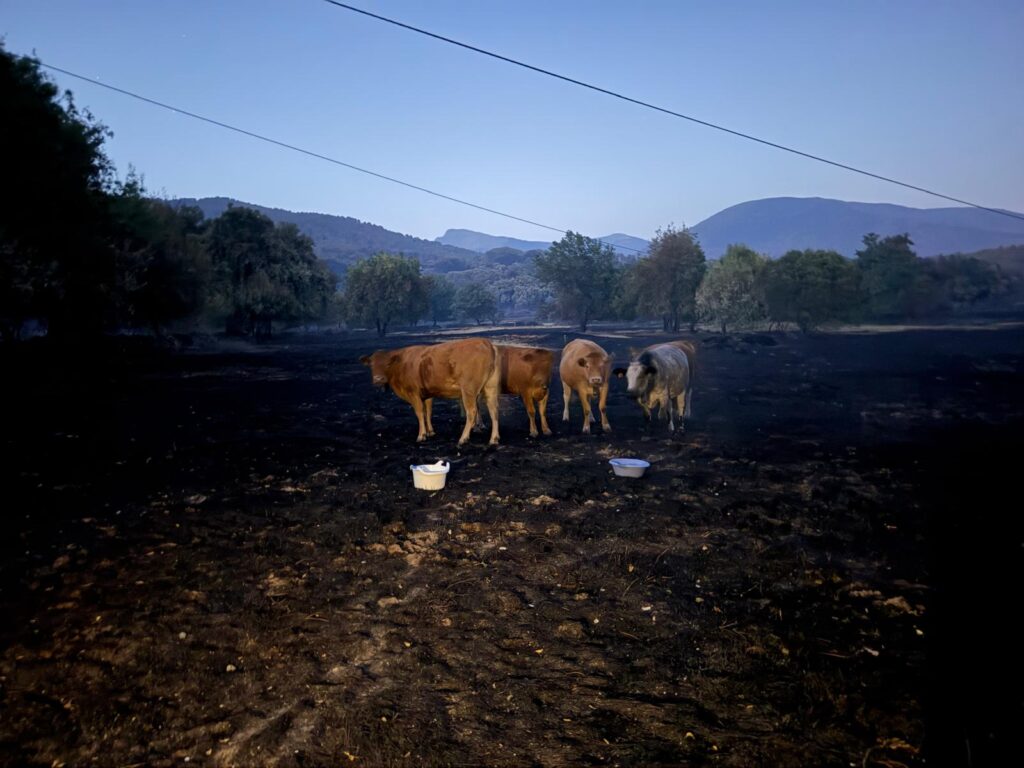 Cows standing in the aftermath of the Spain wildfires