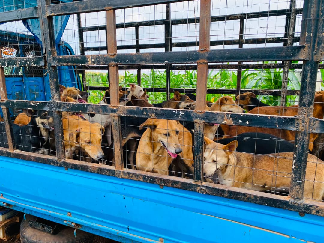 Dieren worden gered uit nepopvangcentra in Oeganda met steun van Animal Heroes.