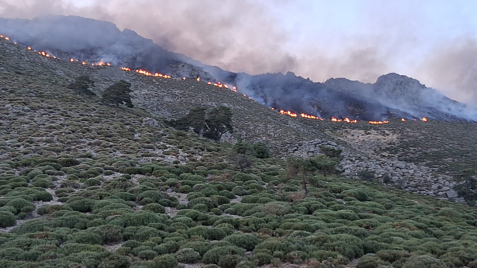 Gli animali sono le vittime silenziose degli incendi boschivi