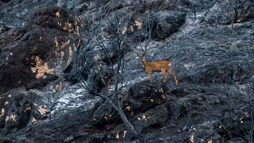 hert-tijdens-een-bosbrand-in-spanje