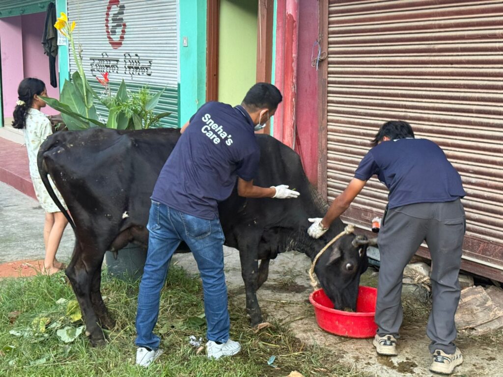 Caring for animals in after Nepal's floods