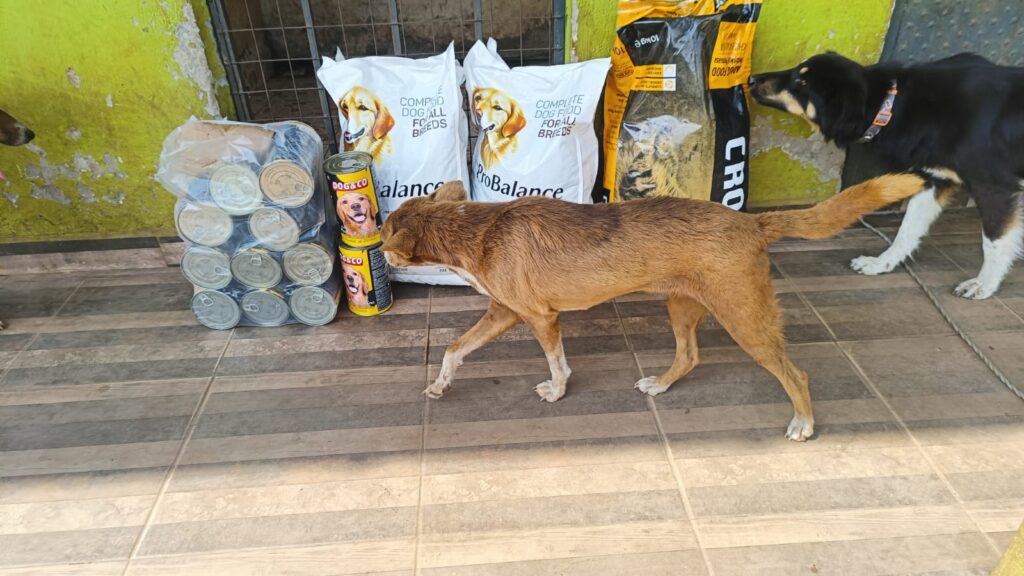 Animal-Heroes-Food-dogs-Fake-shelter-rescues-Uganda