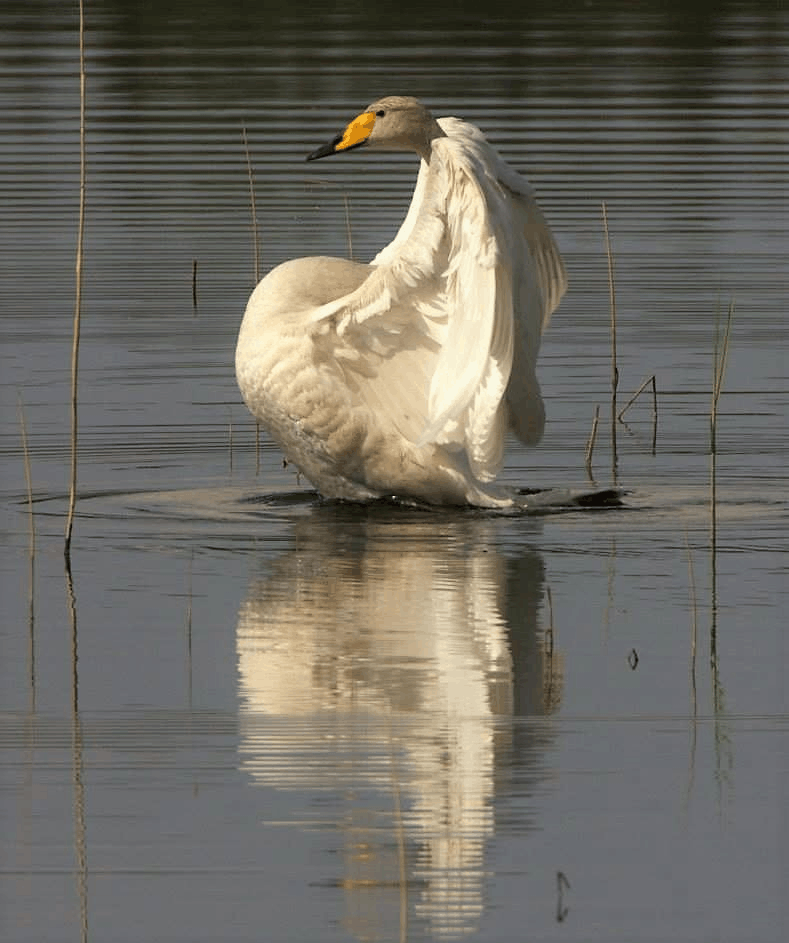 A whooper swan photographed on the small lake directly in front of Carina’s home in Eastern Finland. Wildlife and the changing seasons are part of her everyday surroundings there.