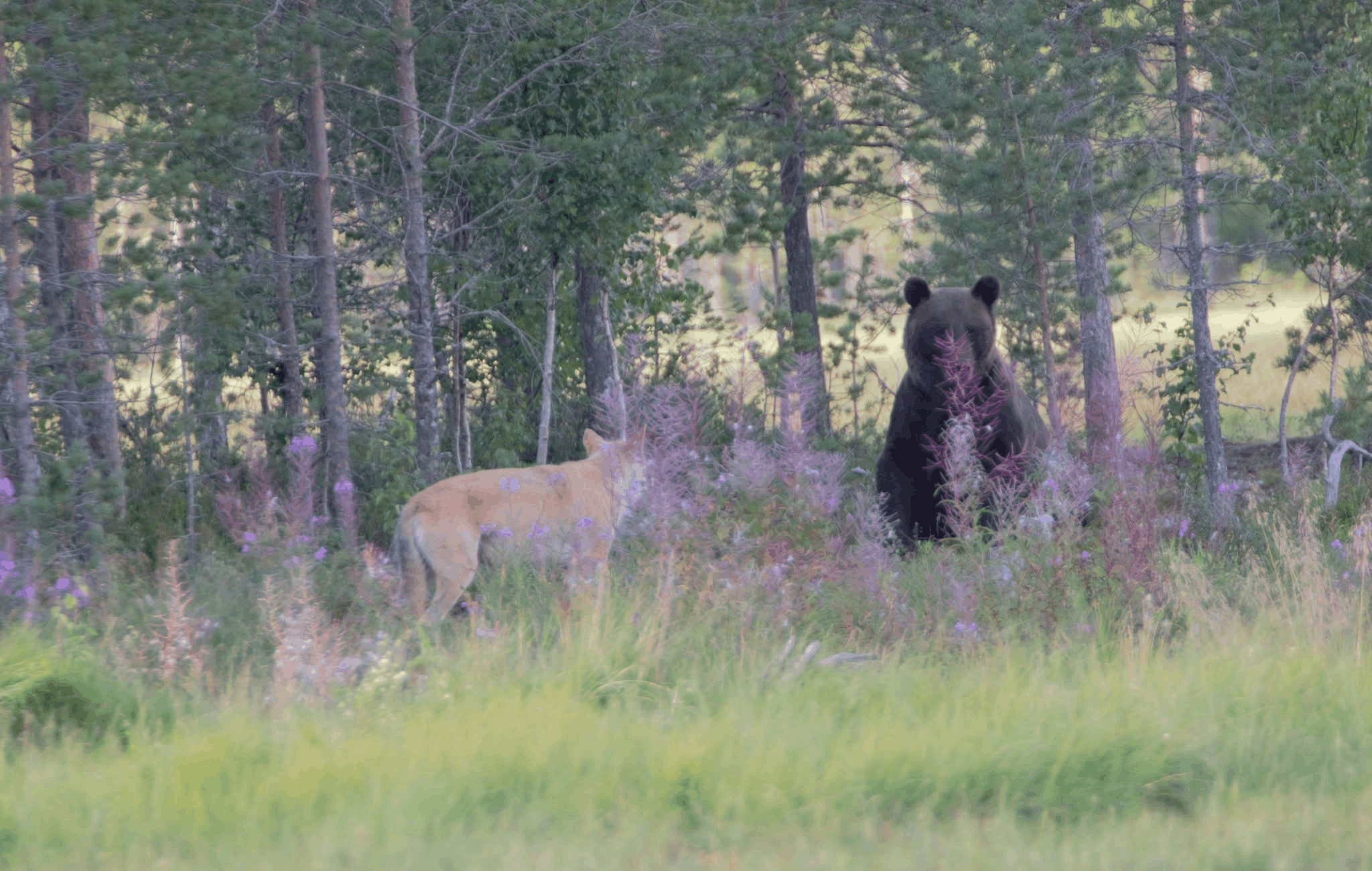 A photograph taken by Carina in the border zone near Kuhmo in eastern Finland, showing a wolf and a brown bear that formed an exceptionally rare bond and repeatedly spent time together. The same remarkable pair was also photographed by renowned Finnish wildlife photographer Lassi Rautiainen, whose images of their unusual friendship attracted international attention.