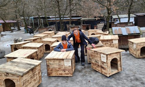 Animal-Heroes-Dog-house-village