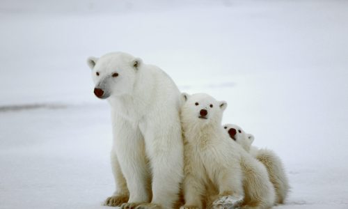 Animal-Heroes-Polar-bear-with-cubs