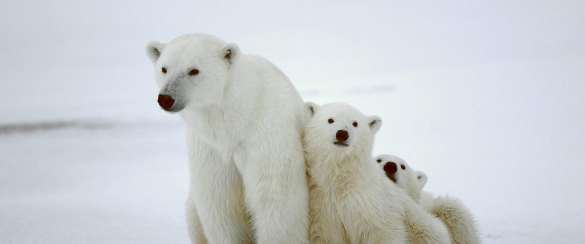 Animal-Heroes-Polar-bear-with-cubs