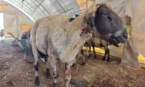 Animal-Heroes-Injured-sheep-Forest-Fire-Turkey