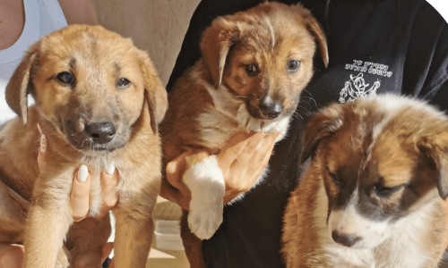 Animal-Heroes-puppies-gered-oorlog-hamas-israel-westbank