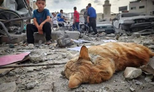 Animal-Heroes-cat-shelter-Gaza-destroyed
