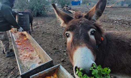 Animal-Heroes-ali's-Donkeys-Turkey