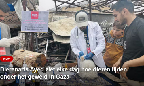 Animal-heroes-nu.nl-dierenarts-gaza-ayed