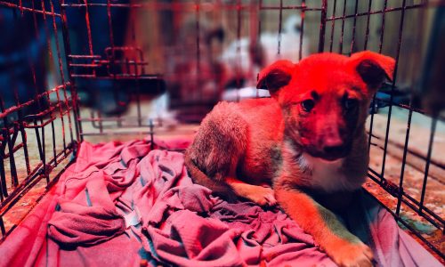 Animal Heroes in Jenin