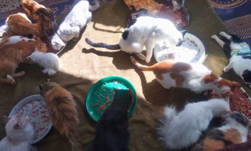 Animal shelter bombed in Northern Gaza